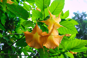 Fototapeta premium A Yellow Bell Flower blooming in the trails on the Annapurna Circuit trek