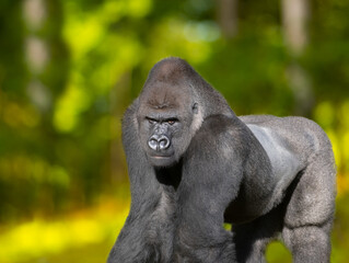 portrait western lowland gorilla sitting on the green grass - Powered by Adobe