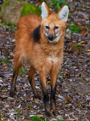  maned wolf in the wild
