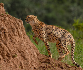cheetah in the savannah