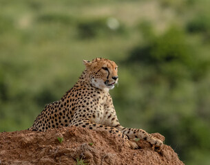 cheetah in the grass