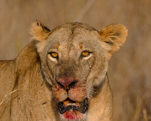 lion in the grass