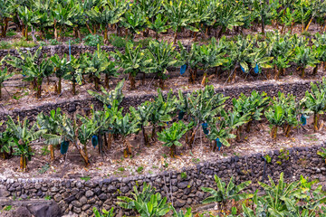 Fototapeta na wymiar La Palma Banana Plantations. Northern Tropical Landscape of La Palma. Canary Islands, Spain.