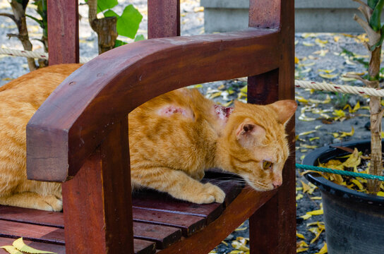 Red stray street cat with bloody wounds on the back, ringworm in cats, skin diseases in stray animals