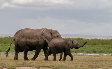 Obraz premium elephant in the savannah
