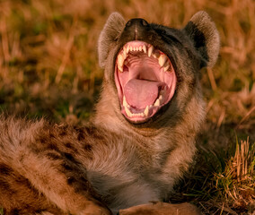 Hyena - obrazy, fototapety, plakaty