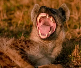 Photo sur Plexiglas Hyène Hyena