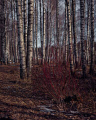 a forest filled with lots of tall trees