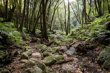 La Palma Island. Cubo de La Galga Trail. Tropical Exotic Landscape of La Palma. Canary Islands, Spain.