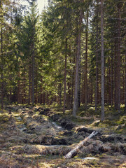 a forest filled with lots of tall trees