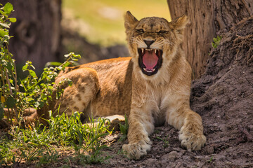 Fototapeta na wymiar Junger Löwe gähnt an Wasserloch