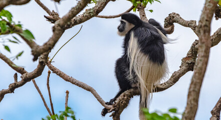Colobus monkey