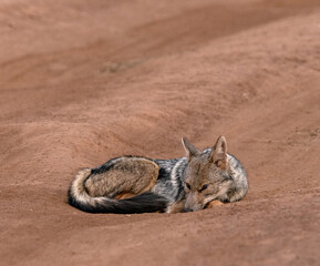 Naklejka premium Jackal