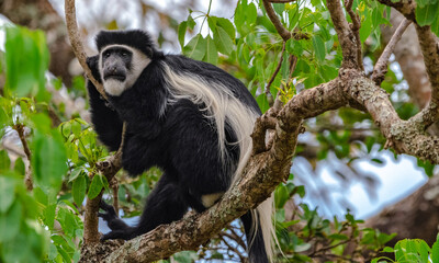 Colobus monkey