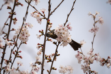 青空に映える満開の桜