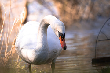 Close up portrait of a beautiful white swan in grass on a lake in Germany, Europe