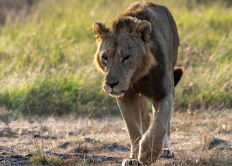 Male lion