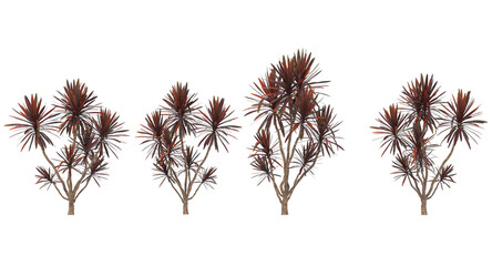 Group of Cordyline australis red plants isolated on white