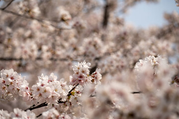 青空に映える満開の桜