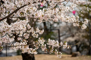 青空に映える満開の桜