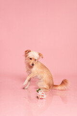 Long Haired Chihuahua Dog Photography
