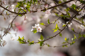 Obraz premium 青空に映える満開の桜