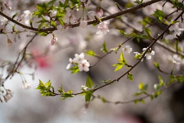 Obraz premium 青空に映える満開の桜