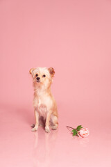 Long Haired Chihuahua Dog Photography