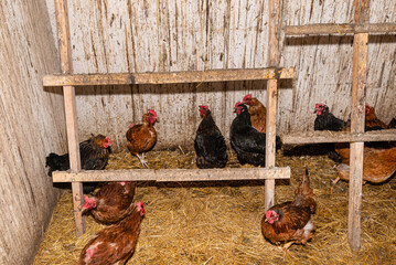 Hens standing under a wooden ladder in a chicken coop with dirty walls. © Michal