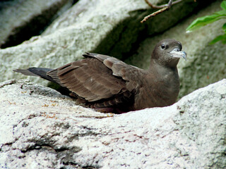 Puffin du Pacifique, Puffin de Baillon, Puffinus bailloni, Tropical Shearwater,  nid , Ile Cousin, Seychelles