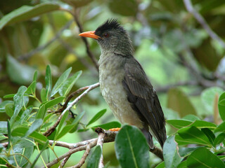 Bulbul merle,.Hypsipetes crassirostris, Seychelles Bulbul, Iles Seychelles