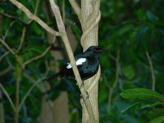 Pie des Seychelles, Shama des Seychelles, Copsychus sechellarum, Seychelles Magpie Robin, Réserve Ile Cousin, Seychelles