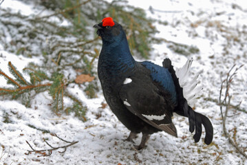 Tétras lyre, Lyrurus tetrix, Black Grouse, parades