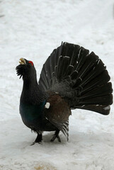 Grand Tétras, Tetrao urogallus , Western Capercaillie, male parades