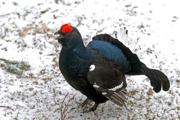 Tétras lyre, Lyrurus tetrix, Black Grouse, parades