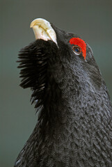 Grand Tétras, Tetrao urogallus , Western Capercaillie, male parades