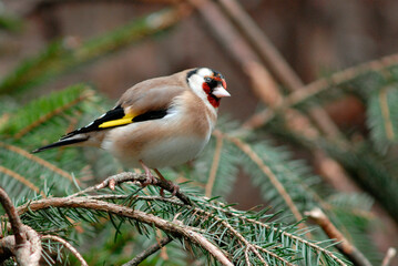 Chardonneret élégant,.Carduelis carduelis, European Goldfinch