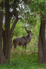 Grand koudou, Tragelaphus strepsiceros, male, Parc national Kruger, Afrique du Sud