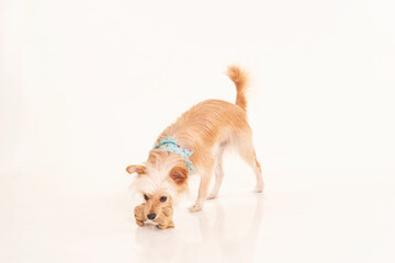 Long Haired Chihuahua Dog Photography