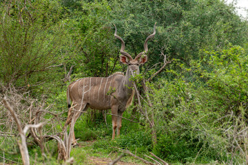 Grand koudou, Tragelaphus strepsiceros, male, Parc national Kruger, Afrique du Sud