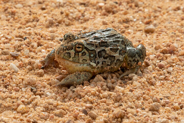 Grenouille, Pyxicephalus edulis