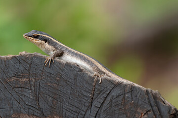 Lézard, Trachylepis margaritifera
