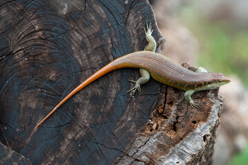 Lézard, Trachylepis margaritifera