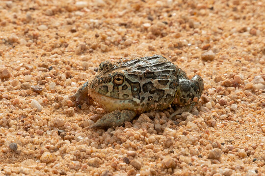 Grenouille, Pyxicephalus edulis