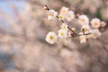 In spring, plum blossoms bloom, branches are luxuriant, flowers are fragrant, blue sky, petals look like snow