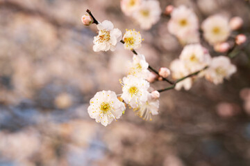 In spring, plum blossoms bloom, branches are luxuriant, flowers are fragrant, blue sky, petals look like snow