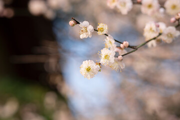 In spring, plum blossoms bloom, branches are luxuriant, flowers are fragrant, blue sky, petals look like snow