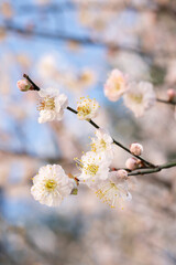 In spring, plum blossoms bloom, branches are luxuriant, flowers are fragrant, blue sky, petals look like snow