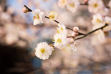 In spring, plum blossoms bloom, branches are luxuriant, flowers are fragrant, blue sky, petals look like snow