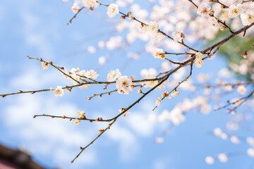 In spring, plum blossoms bloom, branches are luxuriant, flowers are fragrant, blue sky, petals look like snow